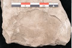 Foto (Detailansicht) von Cyclopteris sp.  (NHMW-GEO-2024-0188-10729)